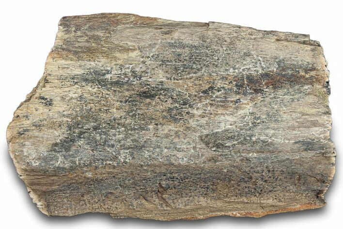 Dinosaur (Triceratops) Bone Section - Montana #287461